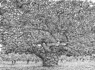 375 - Late Summer Oak