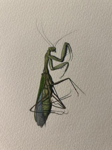 319 - Another Dead Mantis
