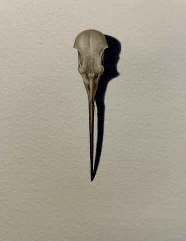 320 - Another Hoopoe Skull