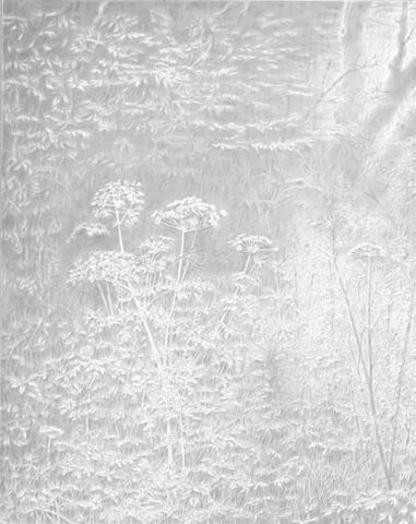 511 - Hemlock Water Dropwort