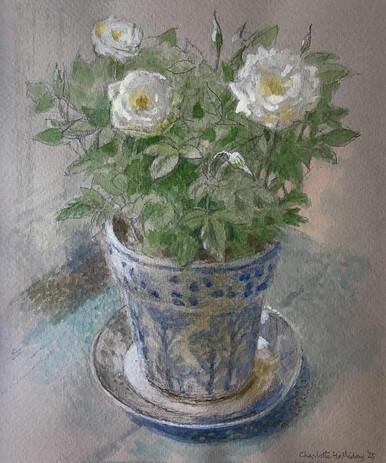 146 - Sainsbury's White Rose