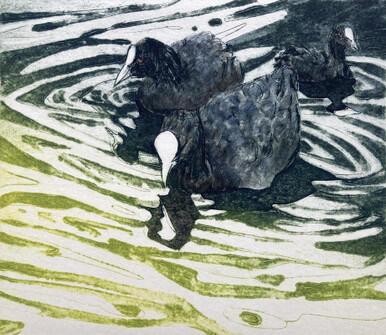 160 - Trio of Coots