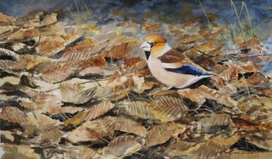 242 - Hawfinch searching for Hornbeam seeds