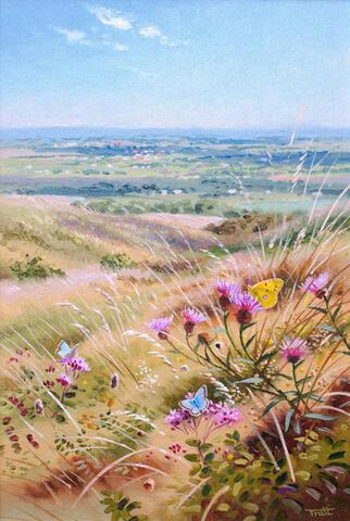 319 - Clouded Yellow and Chalkhill Blues