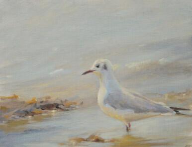 305 - Black-headed Gull fishing