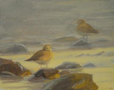 309 - Golden Plovers in light and shadow