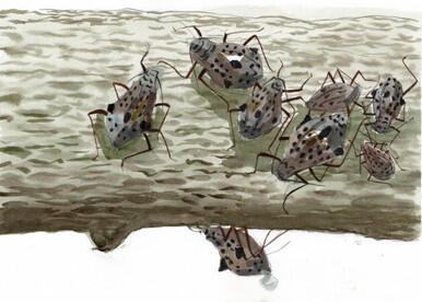 247 - Giant Willow Aphids