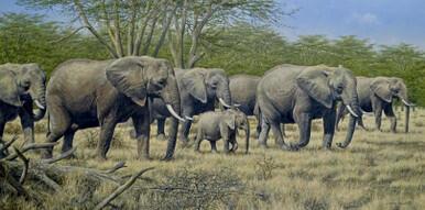 324 - Elephant herd - Masai Mara