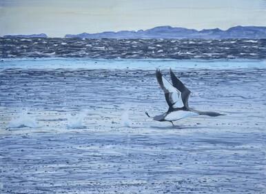 143 - Red-throated Diver off Jura