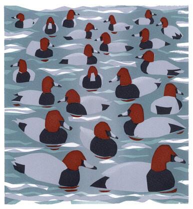 007 - Pochard