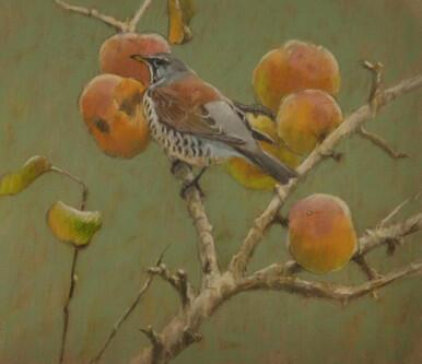 313 - Fieldfare