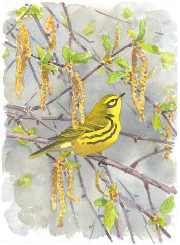087 - Prairie Warbler and Birch catkins