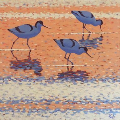 013 - Late evening Avocets