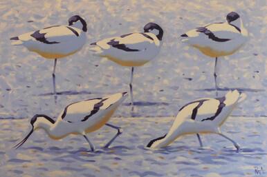 016 - Sun-drenched Avocets