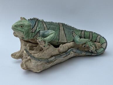 214 - Fiji Crested Iguana