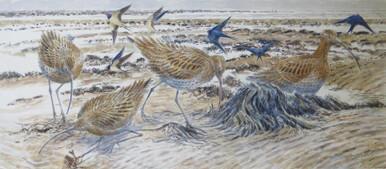 347 - Curlews and Swallows