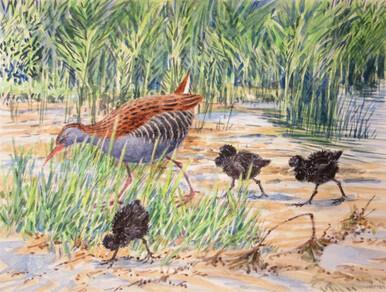 353 - Water Rails