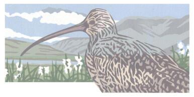 291 - Disappearing Curlew