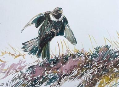 042 - Ring Ouzel landing