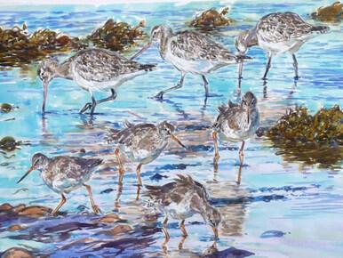 036 - Bar-tailed Godwits and Redshank