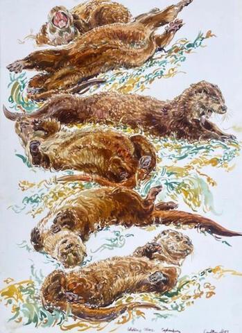 040 - Otter stretching studies