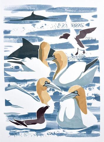 298 - Minke Whale with Porpoise, Gannets and Razorbills