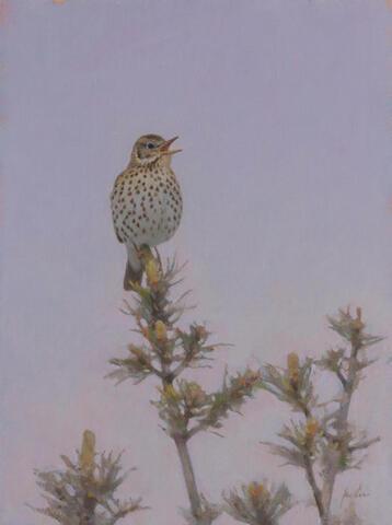 067 - Persistent songster