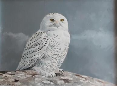 226 - Snowy Owl