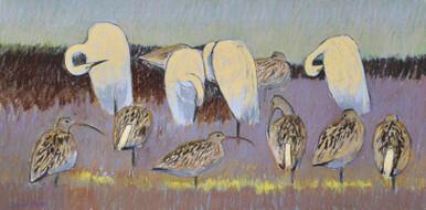 289 - Little Egrets and Curlews at high tide