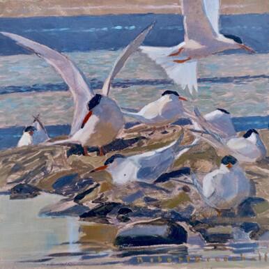 114 - Common Terns