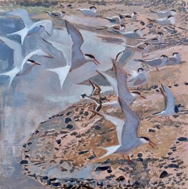 115 - Common Terns  and Ringed Plovers