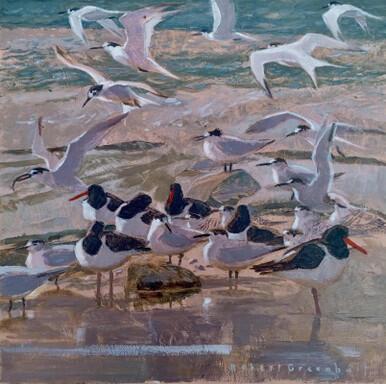 120 - Sandwich Terns and Oystercatchers