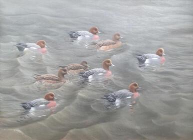 302 - A wash of Wigeon