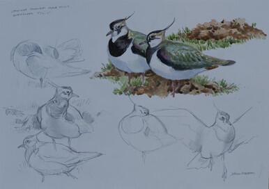 135 - Lapwing sketches