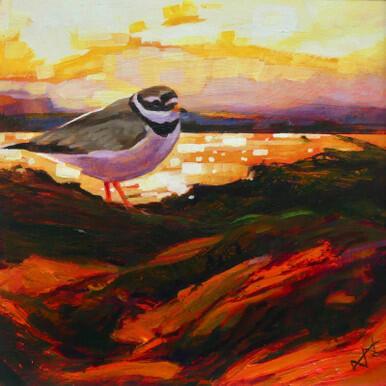 094 - Ringed Plover sunset