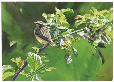 112 - Whinchat on a bramble branch