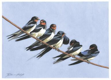 111 - Swallows on a wire