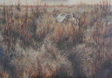 361 - The un-cut meadow; Short-eared Owl