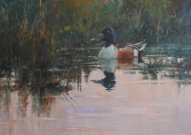 359 - Evening patrol; Drake Shoveler