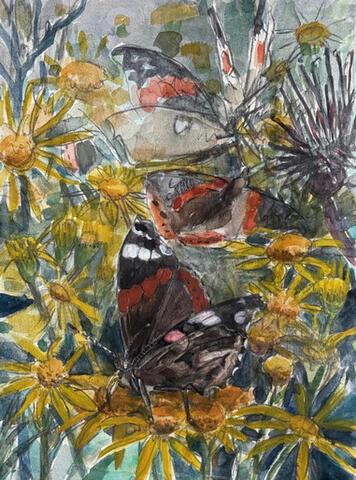 164 - Red Admirals on Ragwort, Isle of May