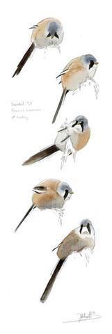 079 - Bearded Tit