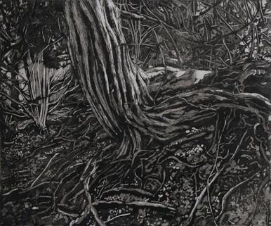 256 - Yew Tree, White Down