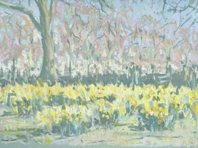120 - Daffodils, St James’s Park