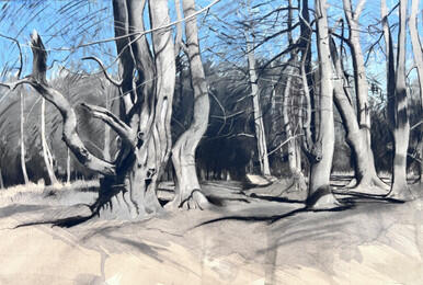 231 - Beech Trees, Knettishall Heath Nature Reserve