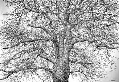 369 - The Rhythm of the Winter Branches II