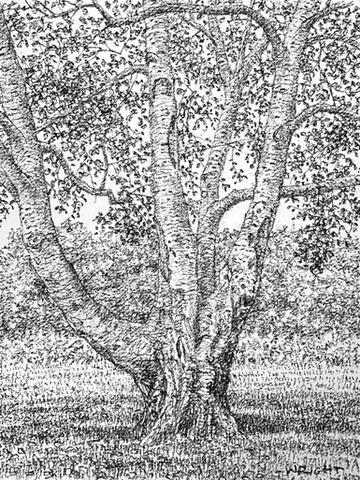 368 - Silver Birch, Autumn