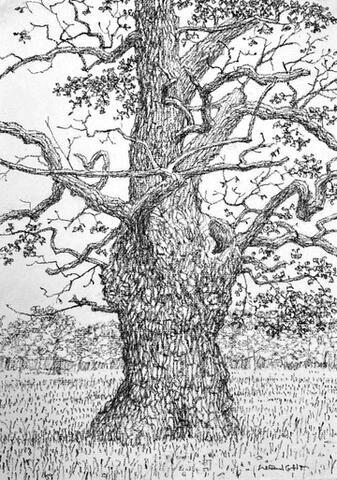 367 - An Ancient Oak (Spring)
