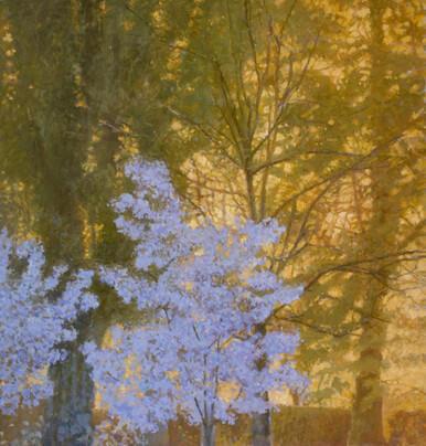 401 - Blossom in the Woods