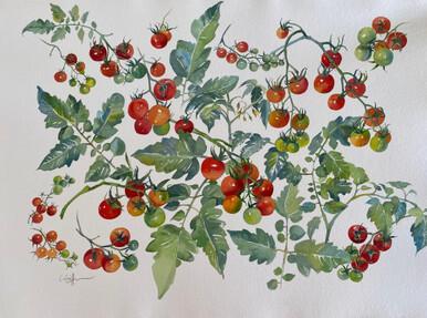 152 - Homegrown Tomatoes