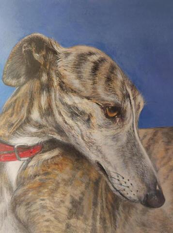 081 - Galgo (Spanish Greyhound)
